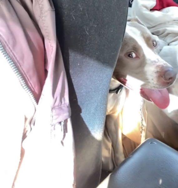 Un chien saute dans la voiture d'une inconnue pour être enfin adopté