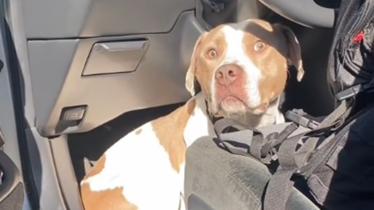 Un chien saute dans la voiture d'une inconnue pour être enfin adopté