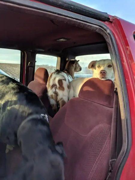 Un chien perdu rentre chez lui avec deux nouveaux amis qu'il s'est fait en chemin