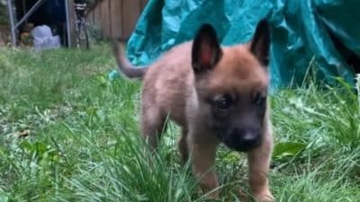 Un chiot abandonné de 3 semaines retrouve l'espoir après son adoption