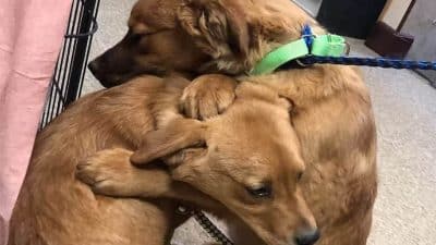 Un chiot réconforte sa sœur avec un câlin après avoir été secouru par un refuge