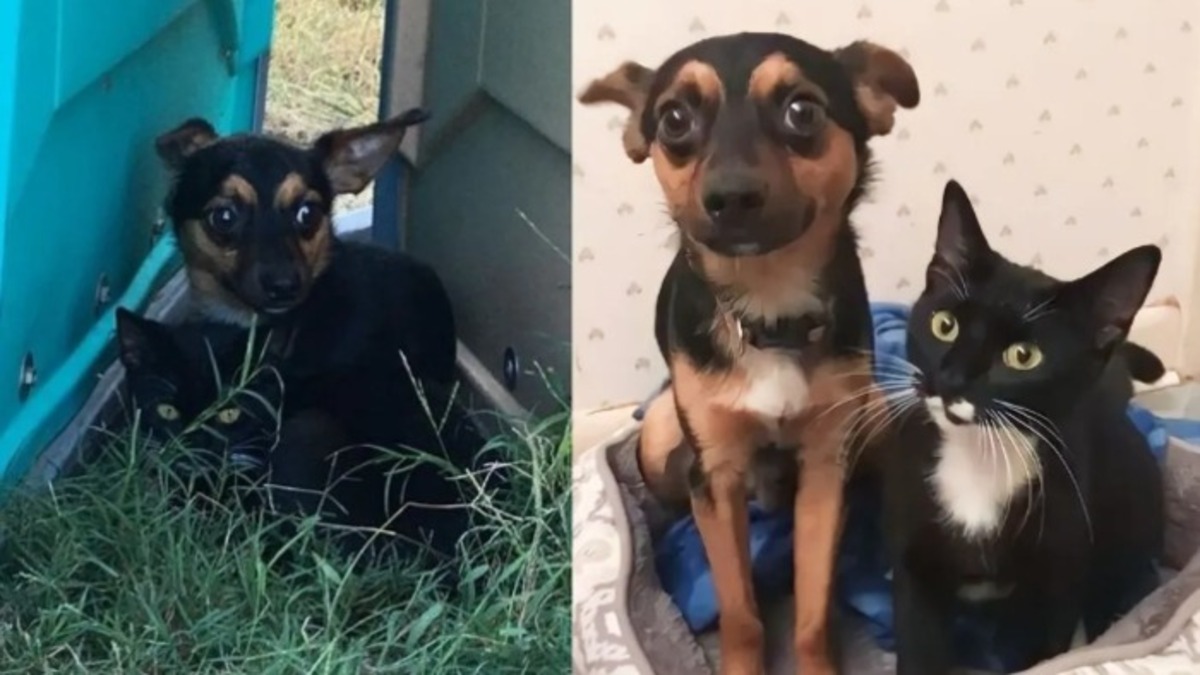 Un chiot et un chaton abandonnés dans un champ se réconfortent mutuellement