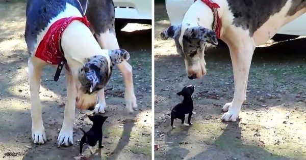 Un chiot minuscule se lie d’amitié avec le plus gros chien du refuge