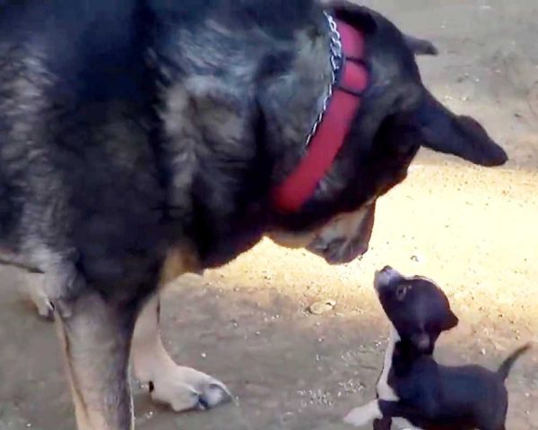 Un chiot minuscule se lie d’amitié avec le plus gros chien du refuge