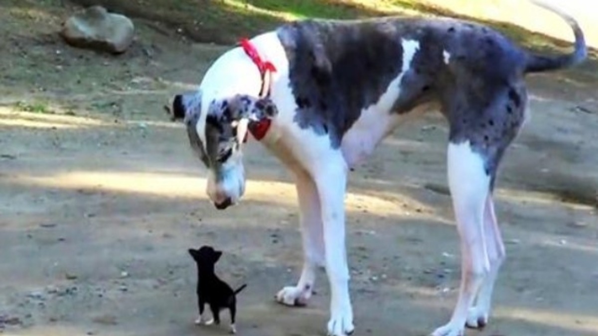 Un chiot minuscule se lie d’amitié avec le plus gros chien du refuge