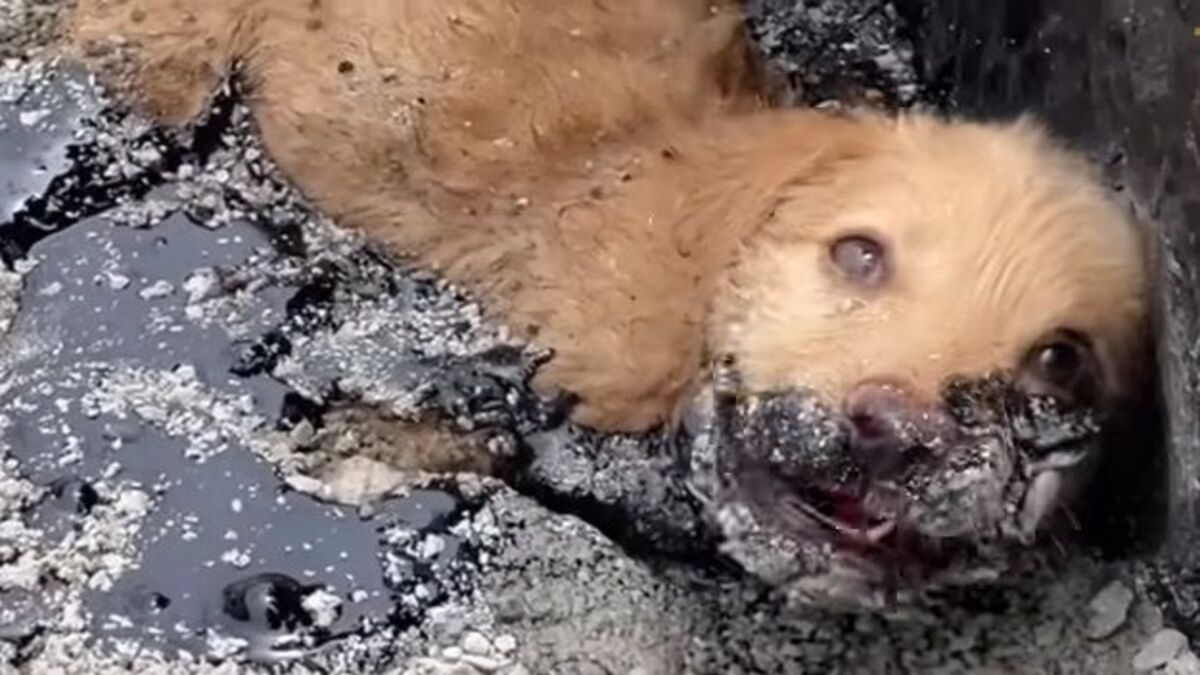 Un chiot, piégé dans l'asphalte, lutte désespérément pour survivre !