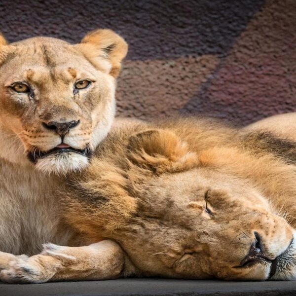 Un couple de lions âgés qui ne pouvait pas vivre l’un sans l’autre sont morts ensemble