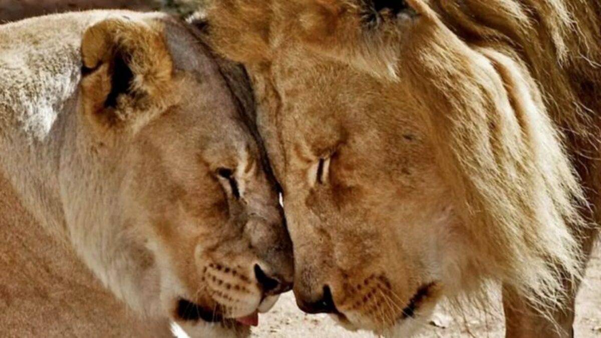 Un couple de lions âgés qui ne pouvait pas vivre l’un sans l’autre sont morts ensemble