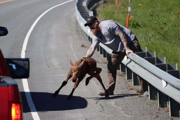 Un homme aide un petit orignal épuisé à traverser la route pour retrouver sa mère