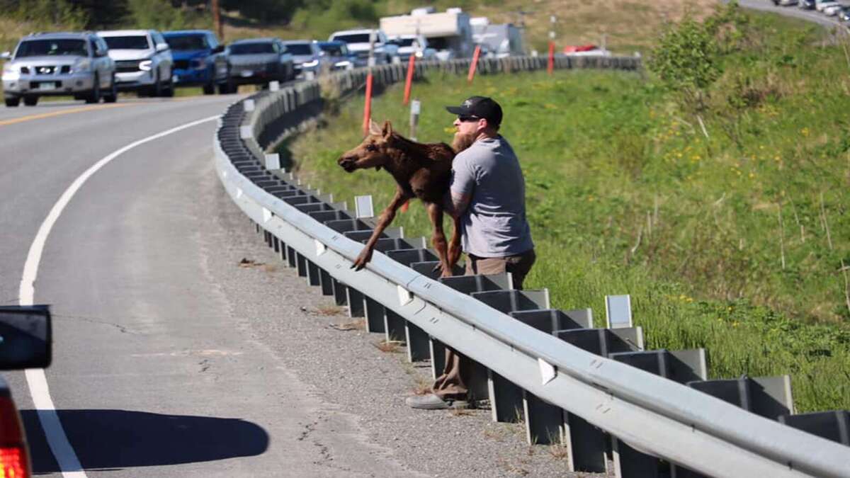 Un homme aide un petit orignal épuisé à traverser la route pour retrouver sa mère