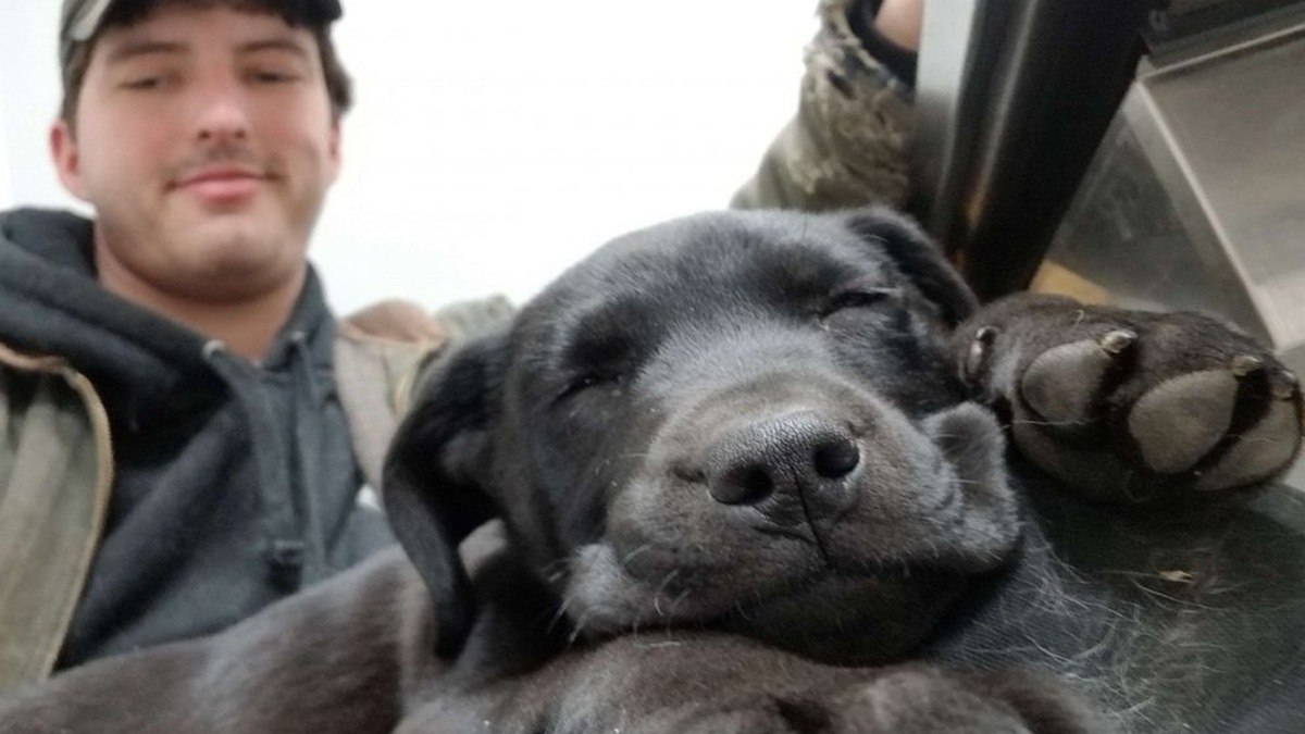 Un homme sourd adopte un chien sourd et lui apprend la langue des signes