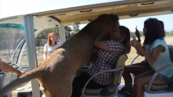 Un lion saute dans un bus avec des touristes, il voulait juste recevoir de l’affection
