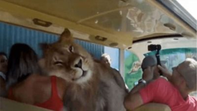 Un lion saute dans un bus avec des touristes, il voulait juste recevoir de l’affection