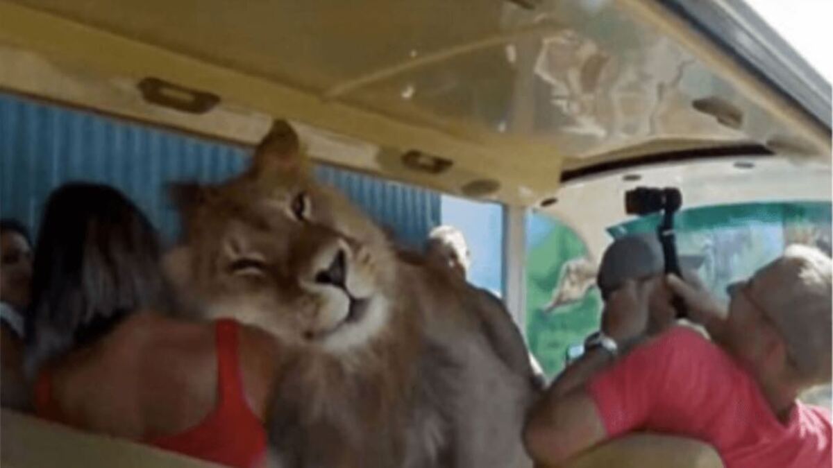 Un lion saute dans un bus avec des touristes, il voulait juste recevoir de l’affection