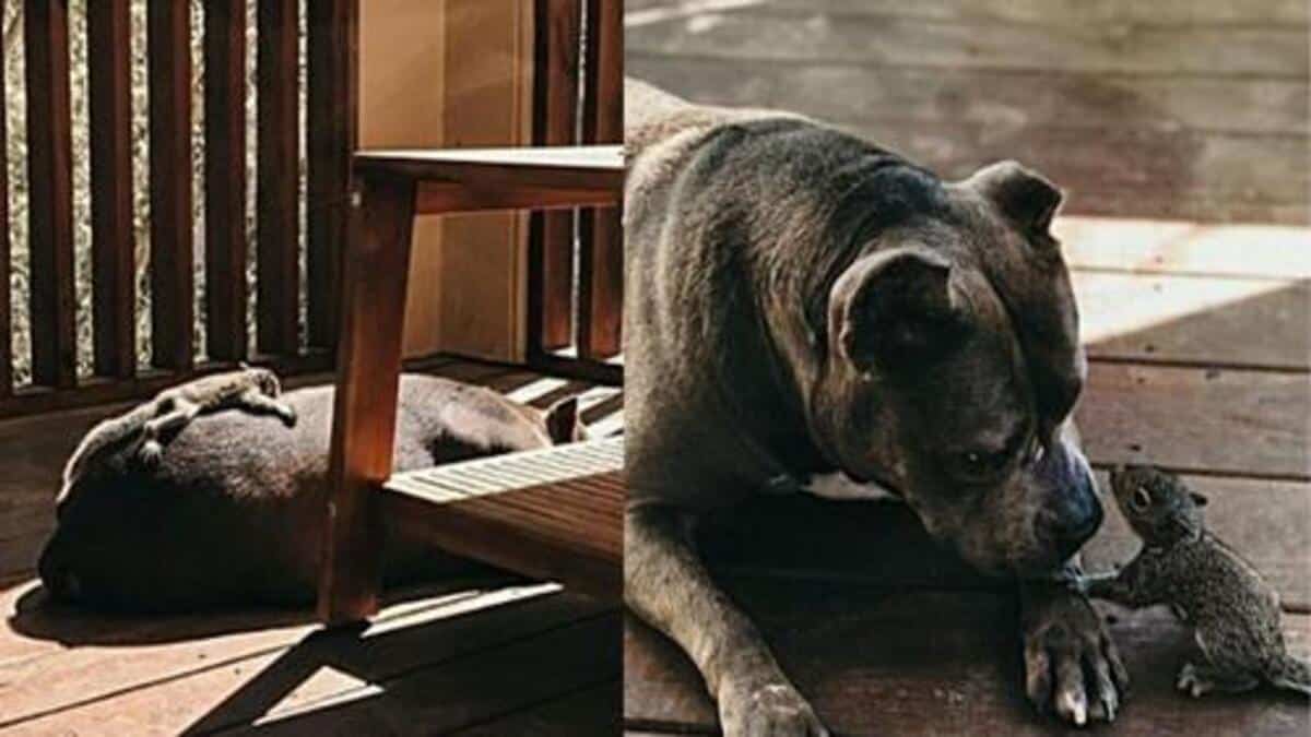 Une chienne pitbull adopte un écureuil orphelin, ils deviennent inséparables