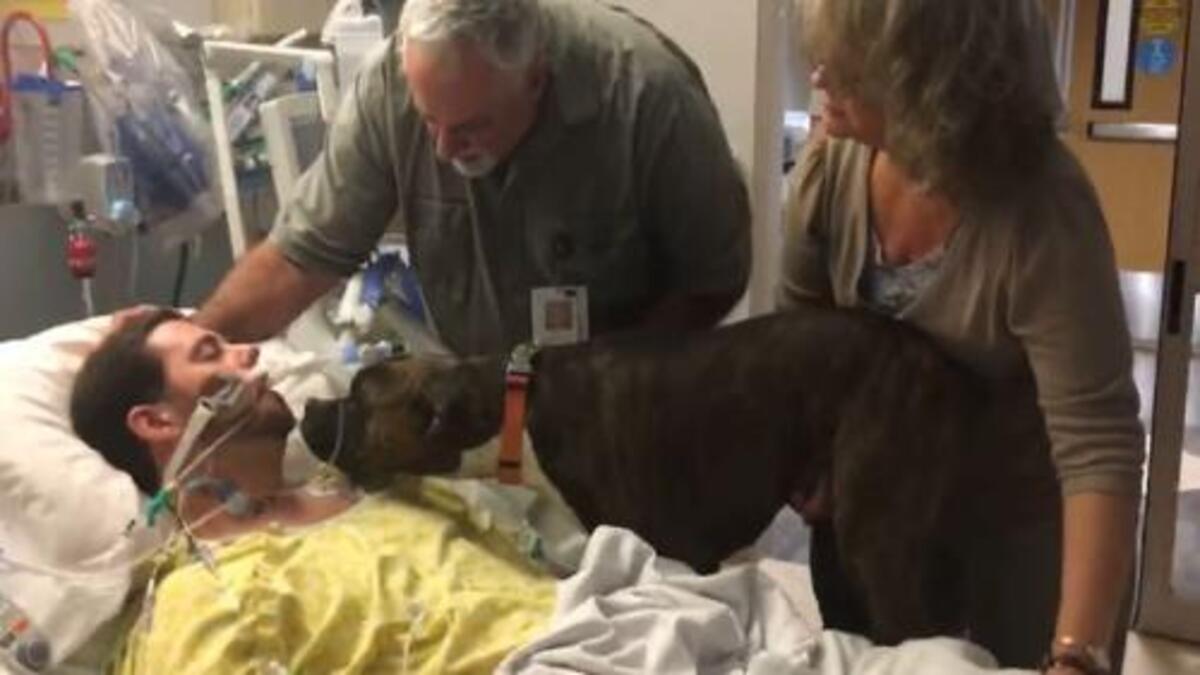 Un pitbull soutient son propriétaire qui n'a plus que quelques minutes à vivre, une scène émouvante