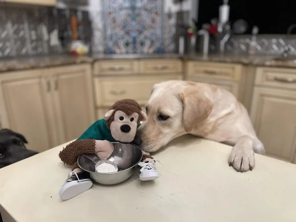 Un singe en peluche devient le meilleur ami d'un Labrador et partage avec lui toutes sortes d'aventures