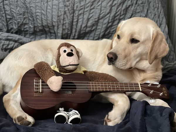 Un singe en peluche devient le meilleur ami d'un Labrador et partage avec lui toutes sortes d'aventures