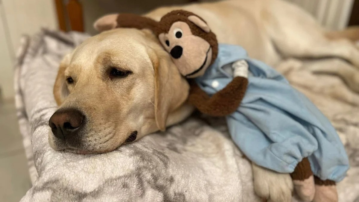 Un singe en peluche devient le meilleur ami d'un Labrador et partage avec lui toutes sortes d'aventures