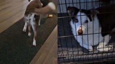 Une chienne de 15 ans retrouve sa jeunesse grâce à un chiot
