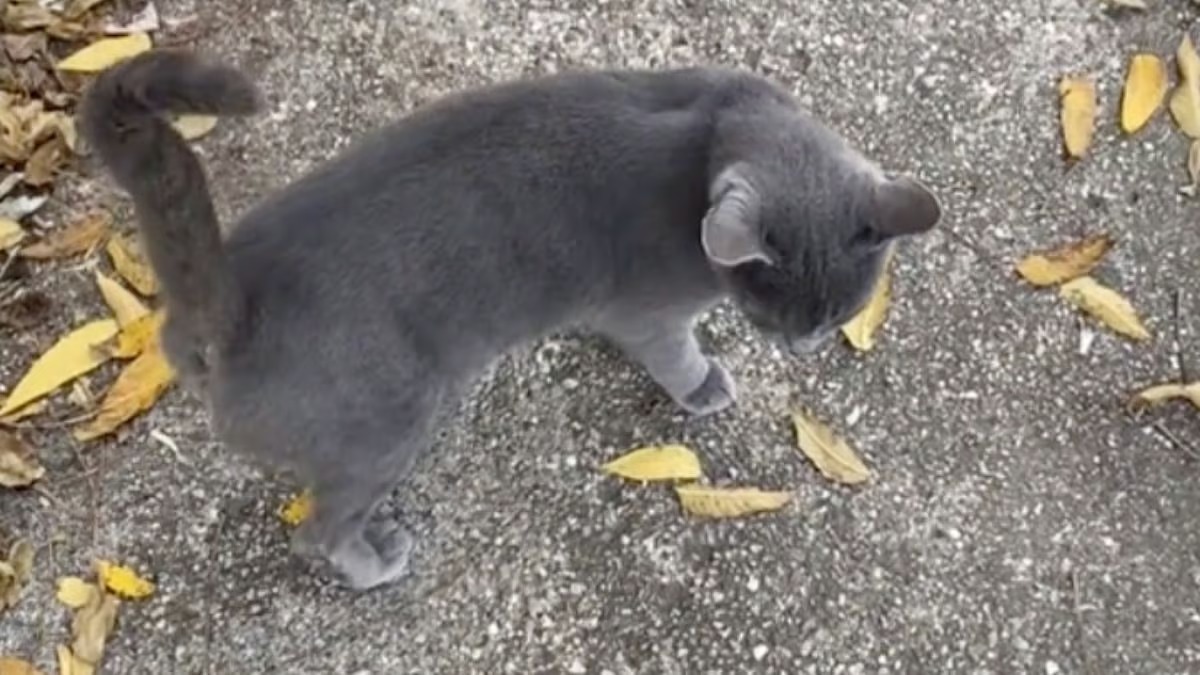 Une chatte a un drôle de comportement, cette femme la suit et découvre la vérité