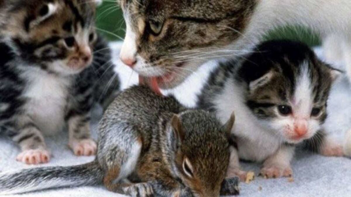 Une chatte adopte un bébé écureuil elle lui apprend à ronronner !