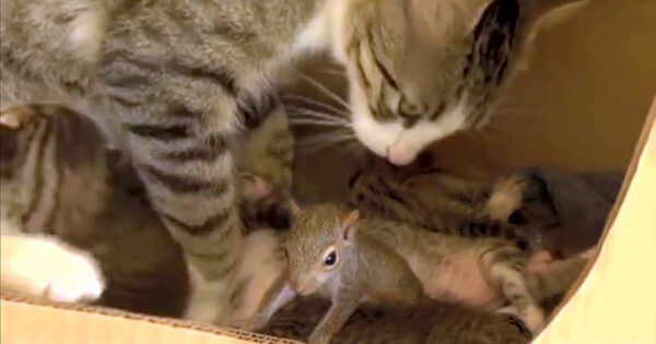 Une chatte adopte un bébé écureuil elle lui apprend à ronronner !