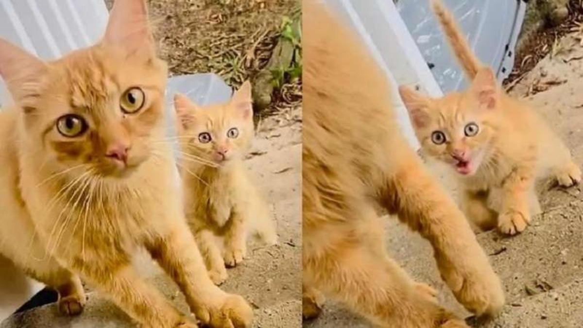 Une chatte errante cherchait de la nourriture pour ses chatons et elle a trouvé un foyer pour toujours