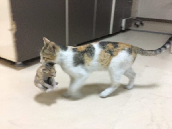 Une chatte errante emmène ses chatons dans une clinique pour les soigner