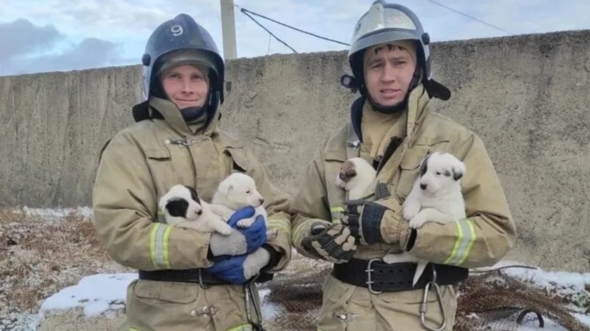Une chienne court désespérément après les pompiers pour sauver ses chiots