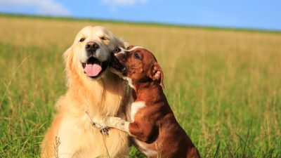 La compagnie d'autres animaux rend les chiens heureux selon une étude