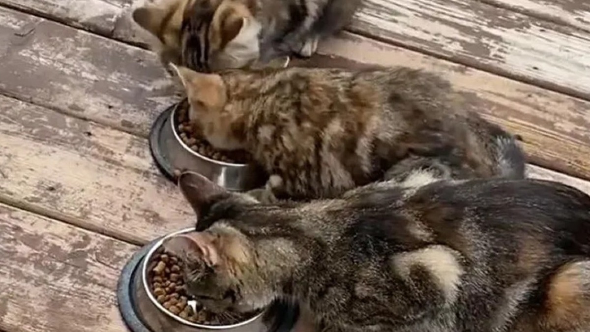 L'amour te guérit, une famille au grand cœur transforme la vie d'une chatte et de ses deux chatons