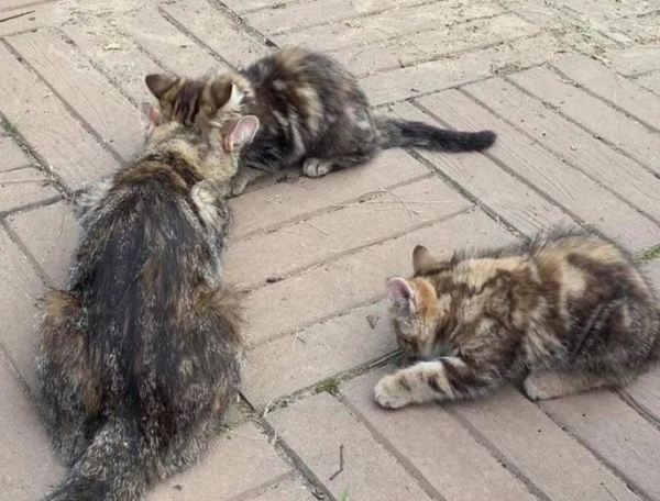 Une famille au grand cœur transforme la vie d'une chatte et de ses deux chatons