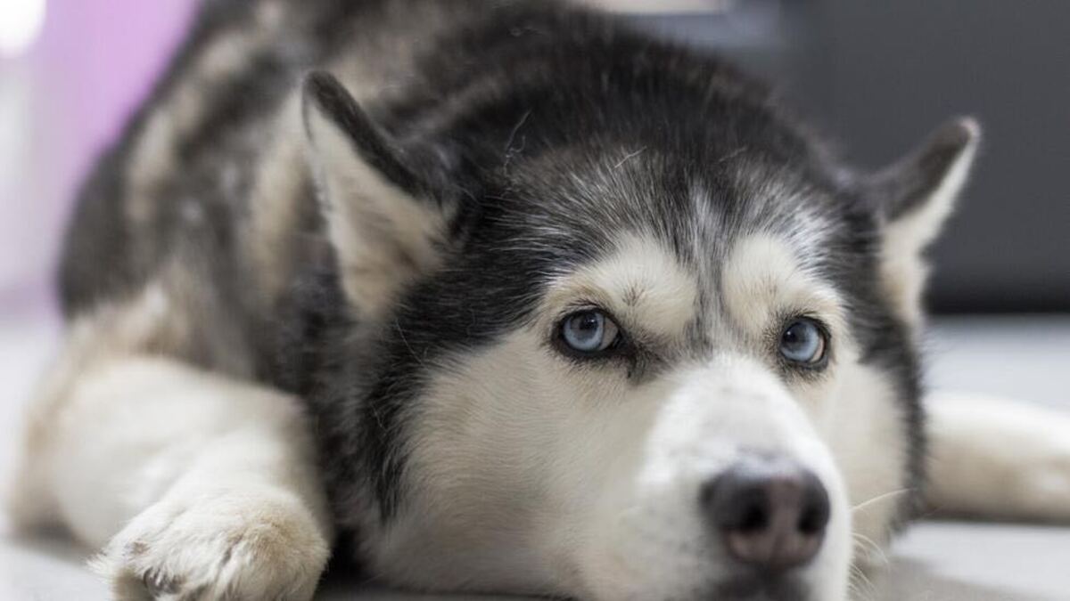 Elle installe une caméra et découvre ce que fait son chien en son absence, c’est déchirant