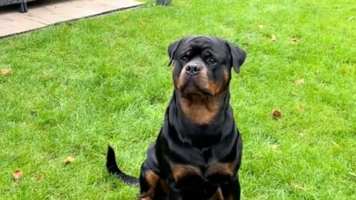 Une fillette fait une bêtise face à un Rottweiler, tout le monde retient son souffle