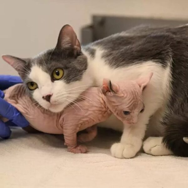 Une chatte adopte un chaton très différent du sien mais l'aime tout autant