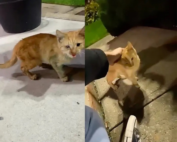 Une rencontre incroyable avec un touriste change la vie d'un chat errant !