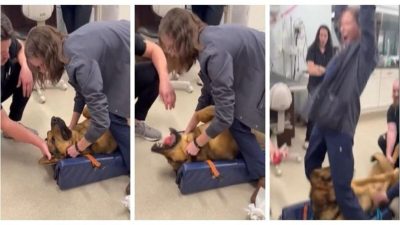 Vidéo émouvante d'un chien sauvé après avoir avalé une balle