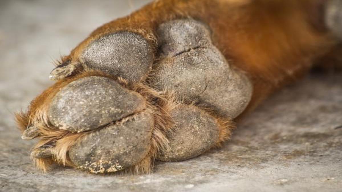 Voici ce que cela signifie lorsqu'un chien a les pattes sèches