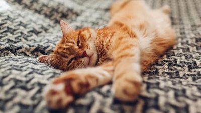 Voici le nombre d’heures par jour qu’un chat devrait dormir, selon les experts