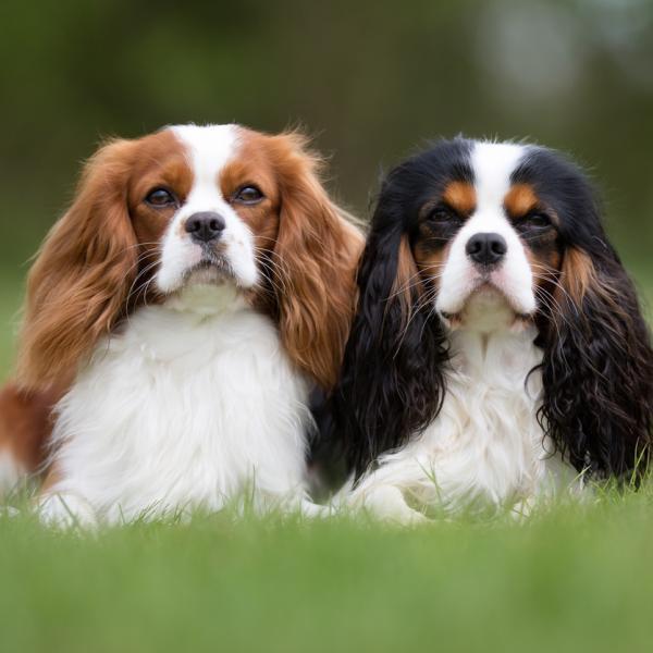 Voici les 3 races de chiens qui ont toujours peur et comment calmer leur anxiété