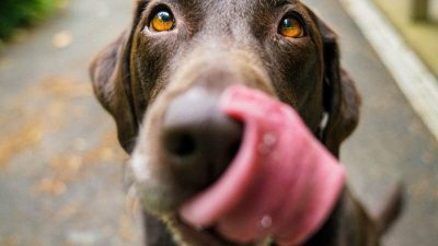Voici les 4 facteurs pour que votre chien vive plus longtemps
