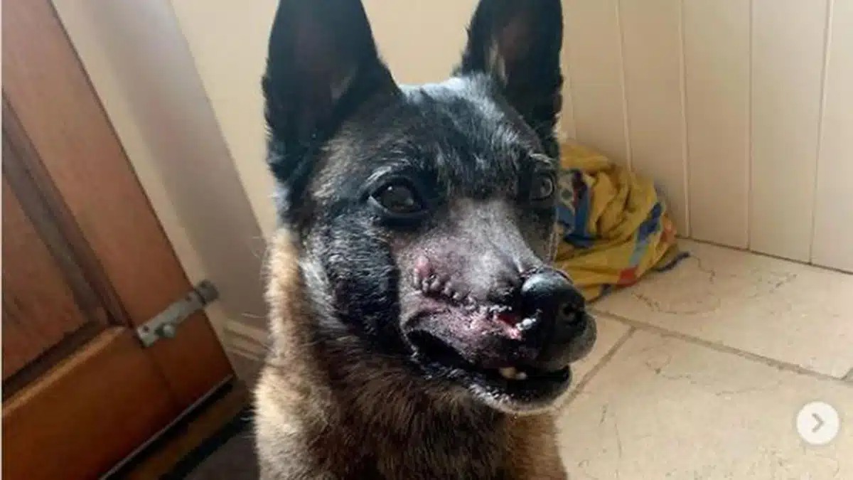 Voici l’incroyable transformation d’une chienne maltraitée et amputée du museau