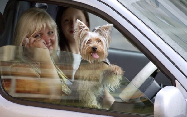 Voici pourquoi les chiens aiment tant sortir leur tête de la voiture
