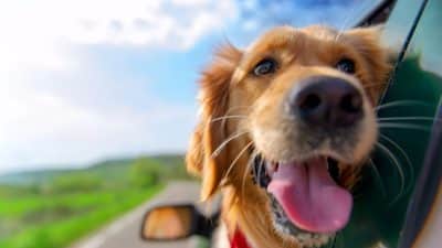 Voici pourquoi les chiens aiment tant sortir leur tête de la voiture