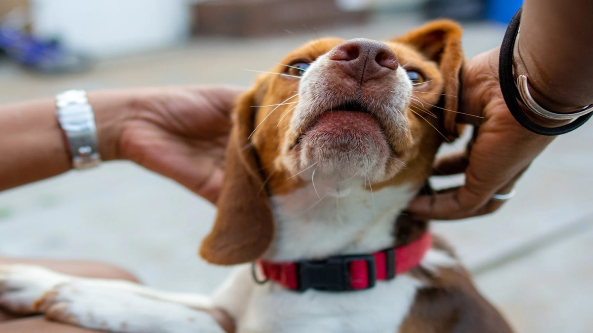 Voici pourquoi vous ne devriez jamais laisser un étranger caresser votre chien