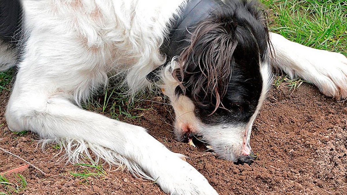 Votre chien mange de la terre ? Voici les raisons et comment l'en empêcher