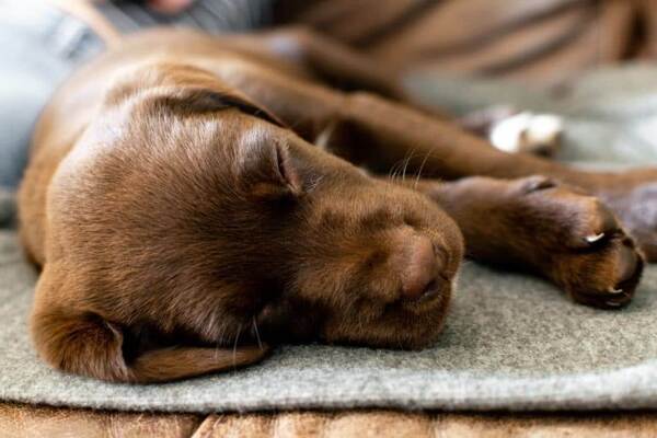 Votre chien peut dormir trop longtemps pour cette raison inquiétante, découvrez pourquoi !