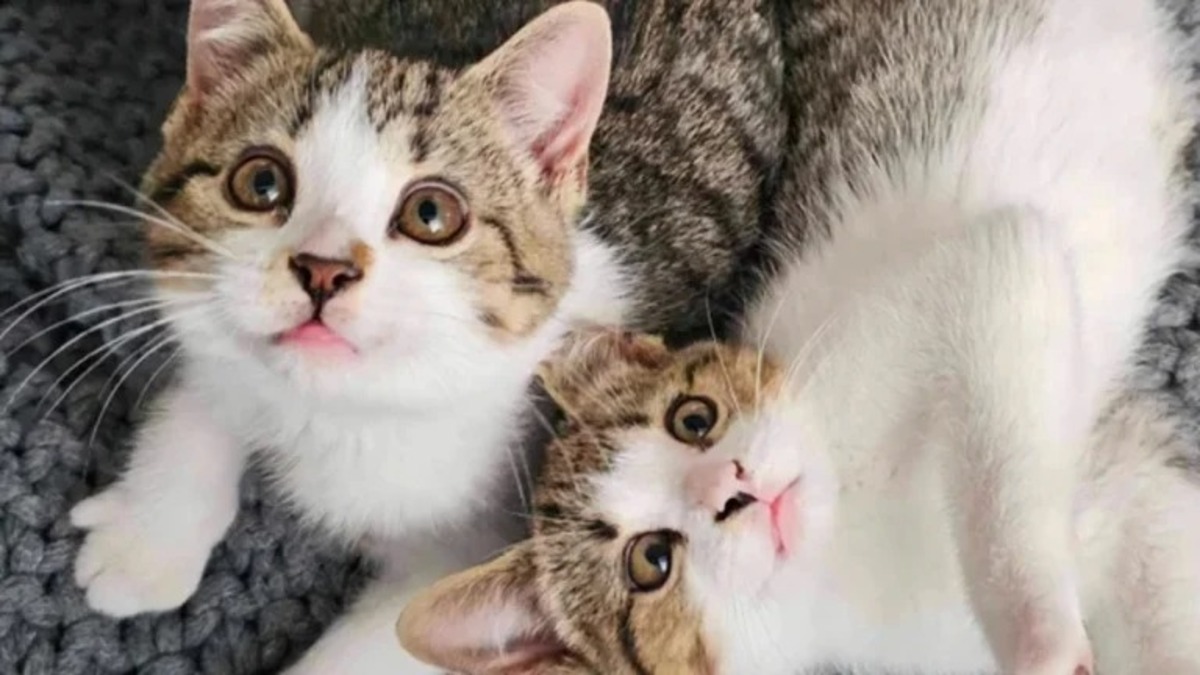 2 chatons perdent leur mère et leur sœur, ces terribles épreuves de la vie