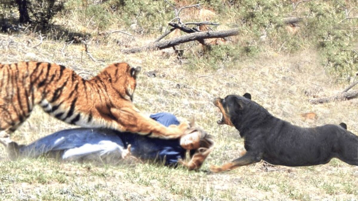 2 chiens Rottweilers sauvent la vie de leur propriétaire face à un tigre